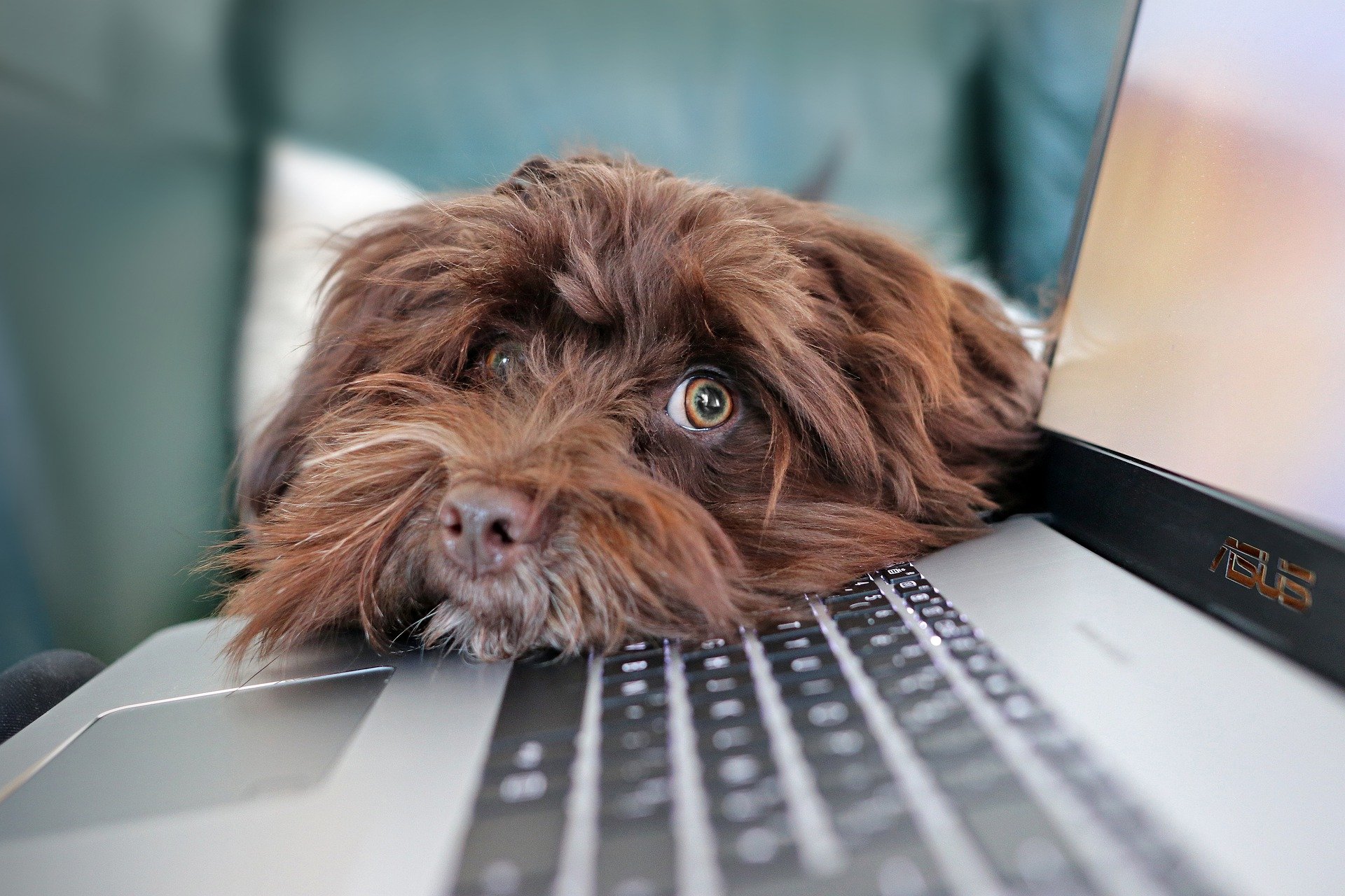 dog-gb40530d56_1920