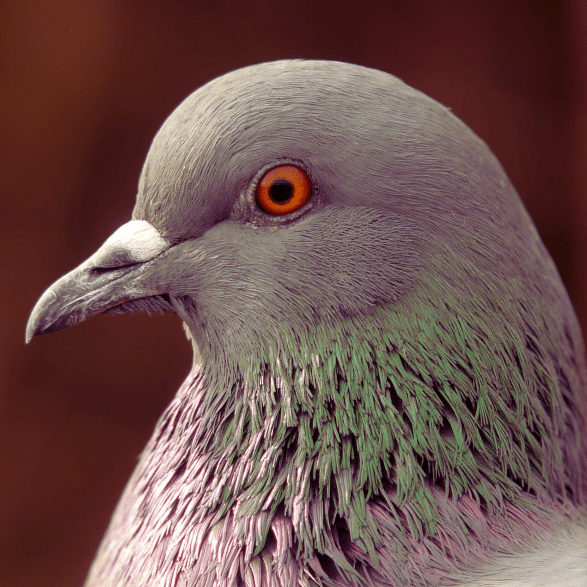 Pigeon Site internet btp